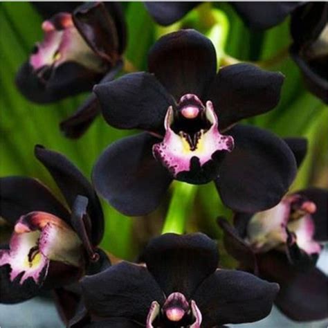 orchidee noire nantes|LOrchidée Noire